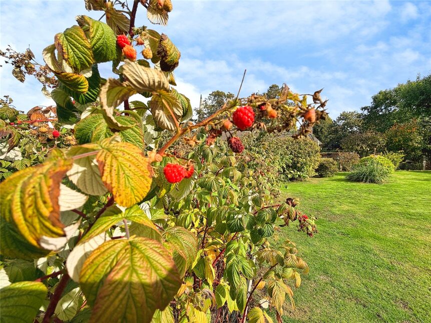 Rear Gardens