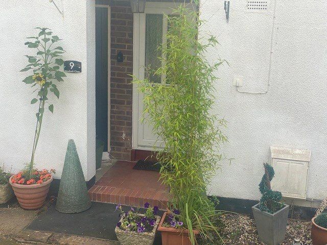Image 19