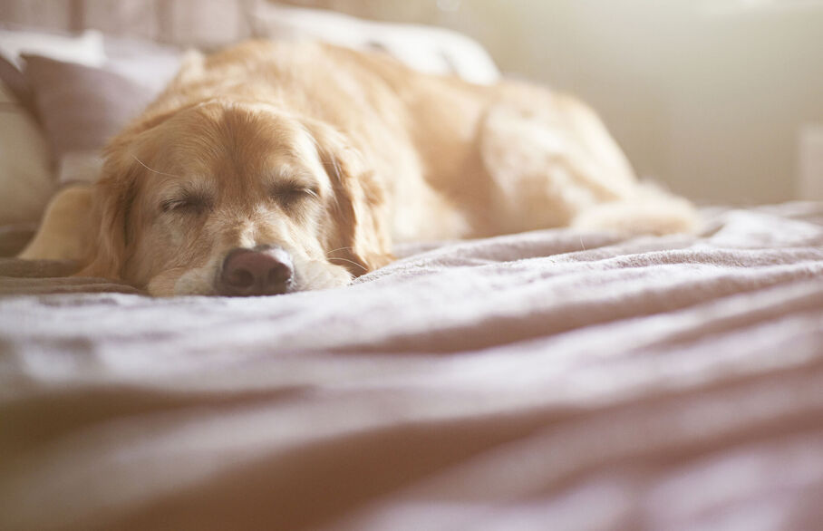 Dog sleeping on a bed