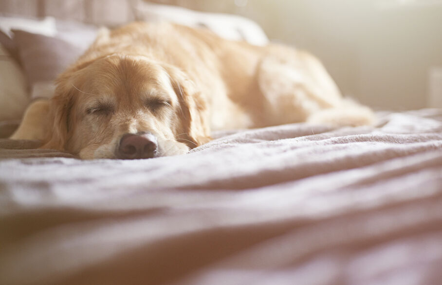 Golden retriever dog sleeping on a bed