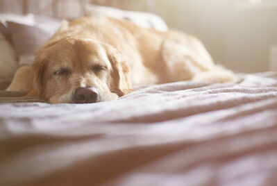 Golden retriever dog sleeping on a bed