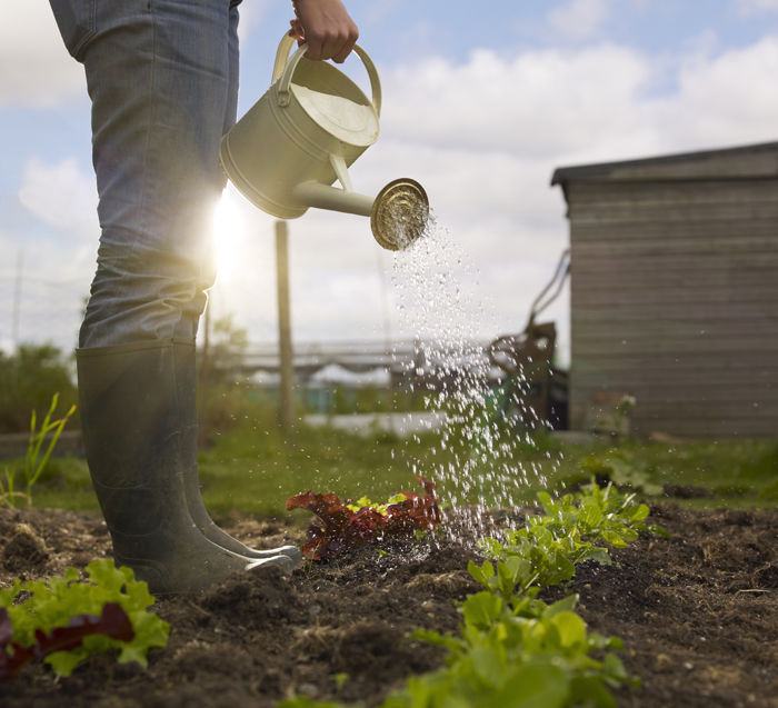 Watering the garden image