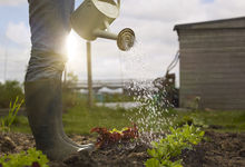 Watering the garden image