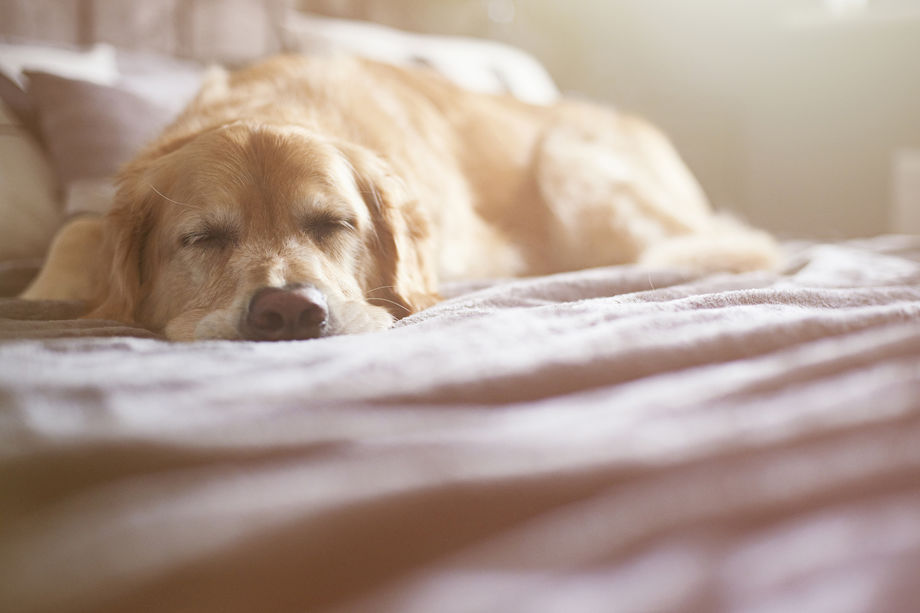 Dog sleeping on a bed