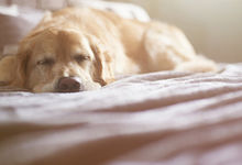 Dog sleeping on a bed